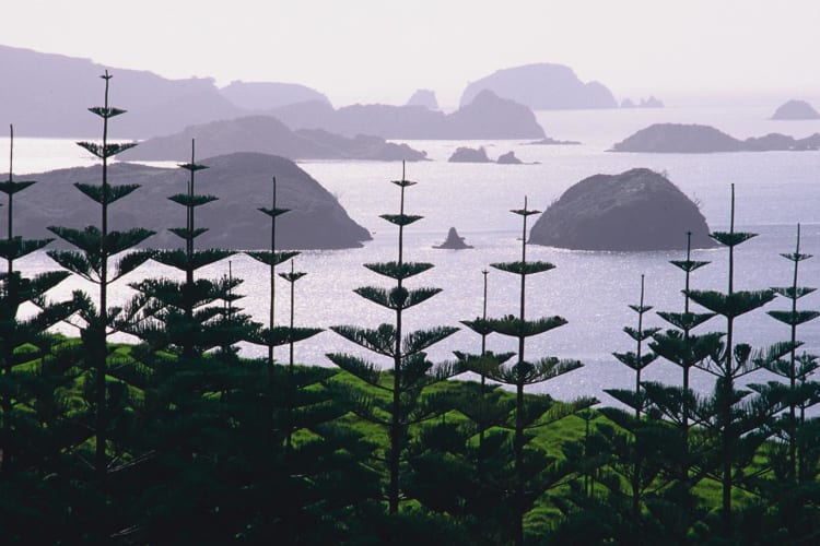 Cavallis with Norfolk Pine